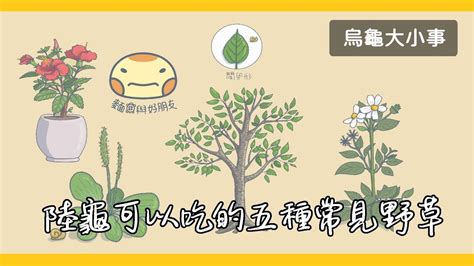 烏龜草|經過獸醫認可的 16 種食物，烏龜可以吃哪些蔬菜？ 烏。